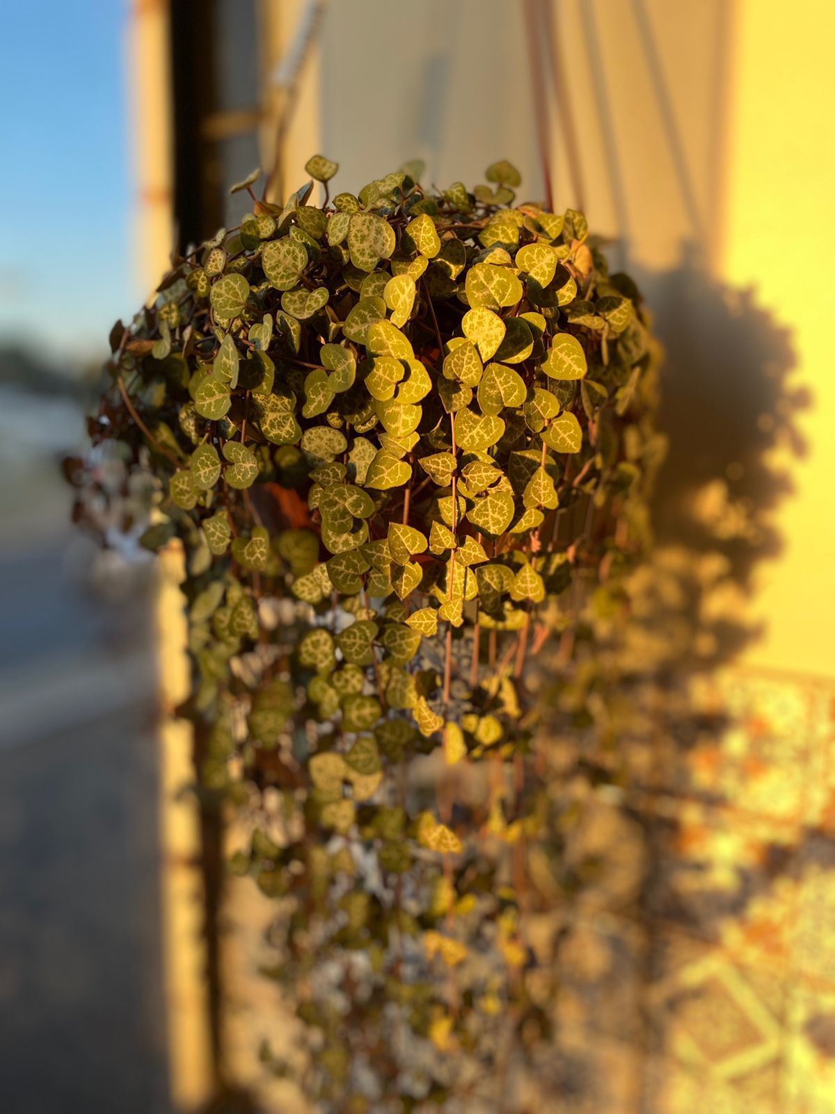 Natália Calábria-12