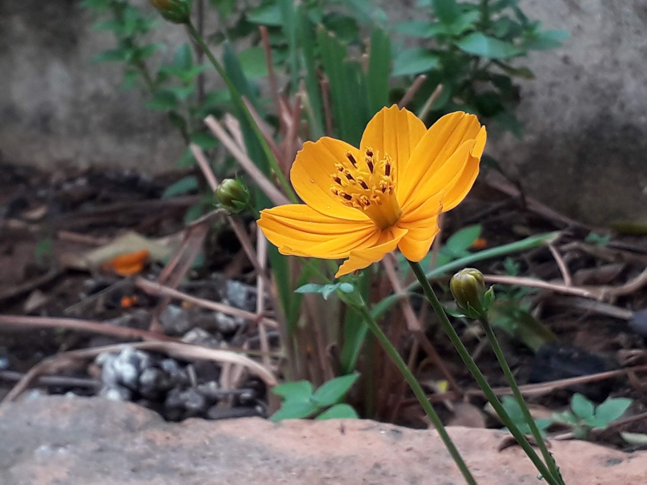 Victor Astete Contreras-10