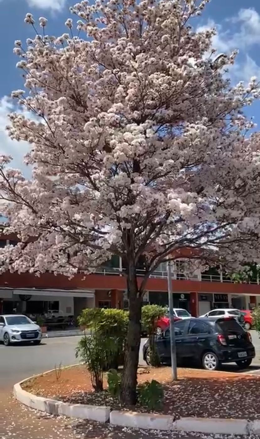 Natália Calábria-11