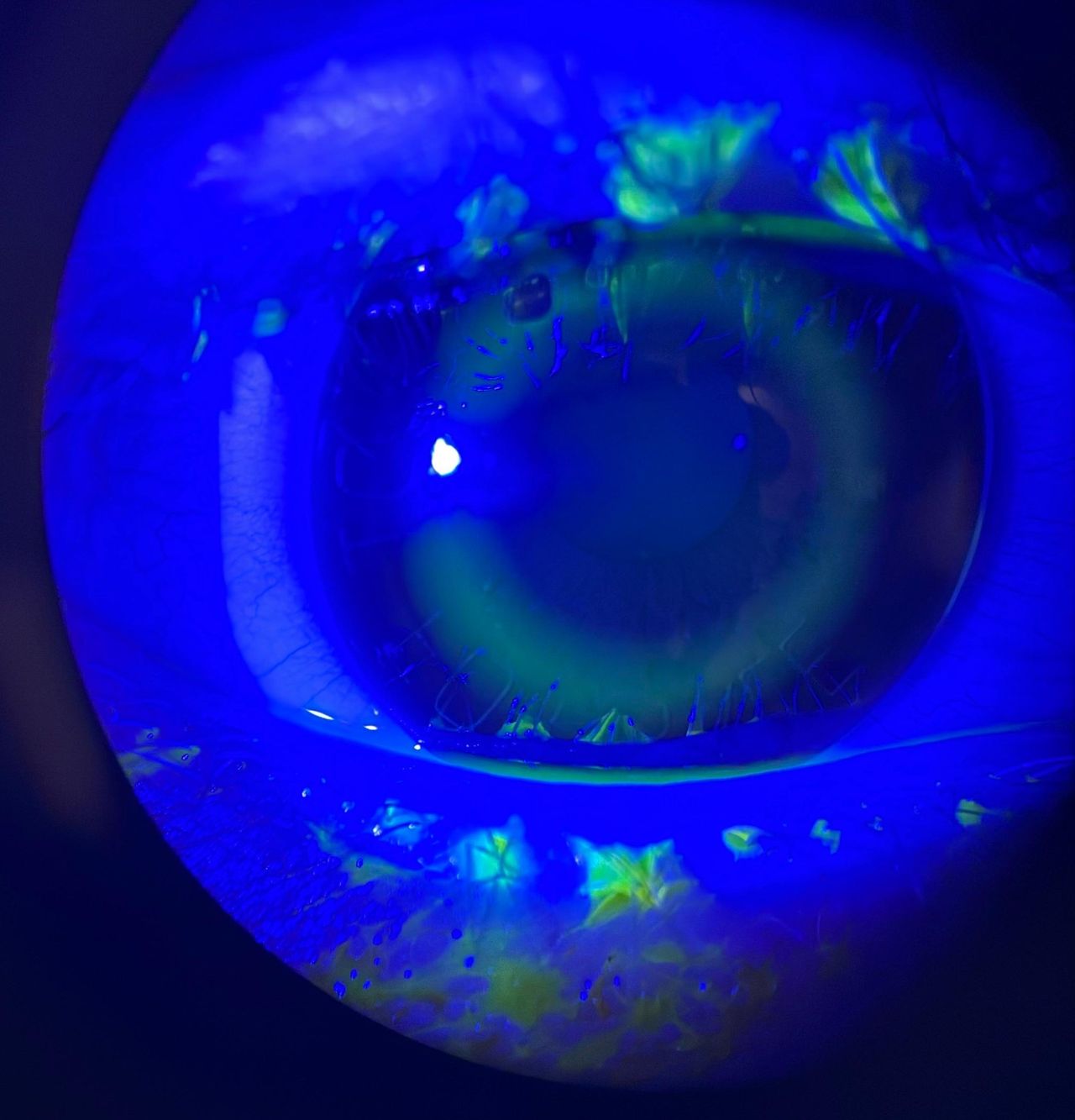 Yesenia Contreras-14