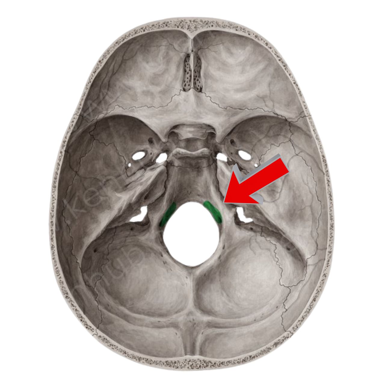David Tafur Muñoz-2063