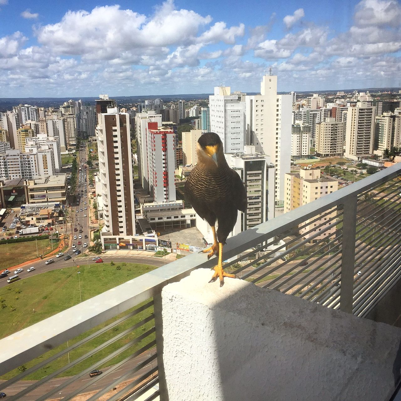 Romeu De Oliveira Cunha-15