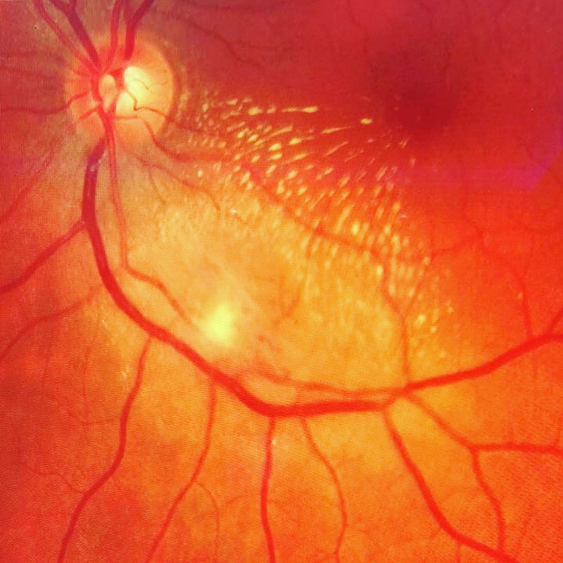 Andrea Tamine Hoyos Dumar-9