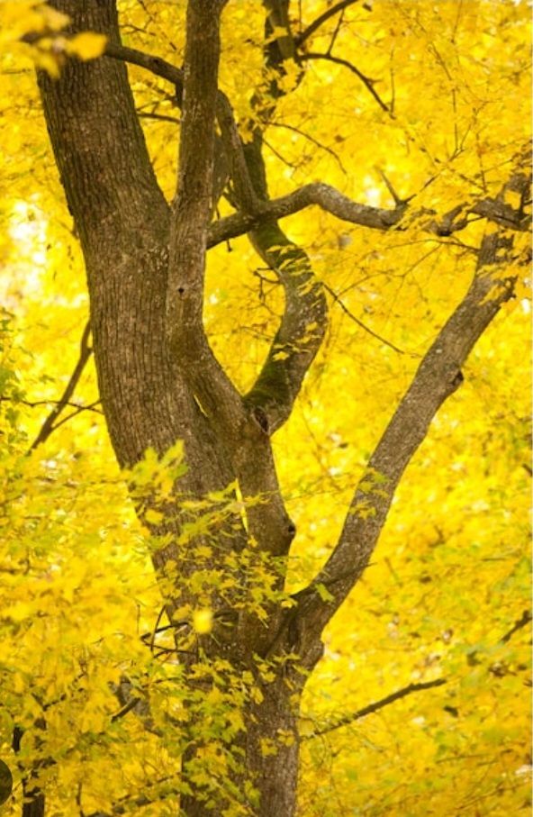 María Beatriz Valenzuela Larrañaga-8